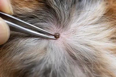Ticks on Dogs: Safe Removal, Diseases, and Prevention