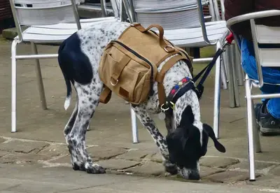 The 10 Best Dog Treat Pouches in 2026, Ranked