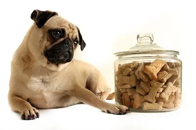 10 Best Dog Treats For Dogs With Allergies Rated & Reviewed