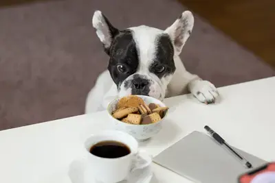 The 10 Best Dog Treats for Sensitive Stomachs in 2026, Compared
