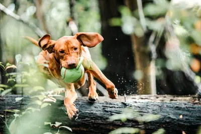 10 Best Dog Tug Toys & Their Reviews