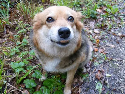 My Dog Won't Eat Dog Food Only Human Food