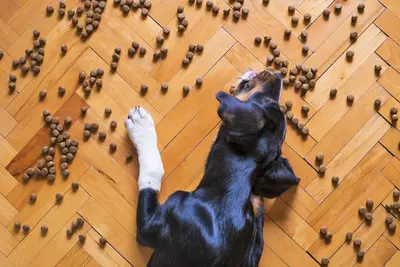 My Dog Won't Eat His Food But Will Eat Treats | What To Do