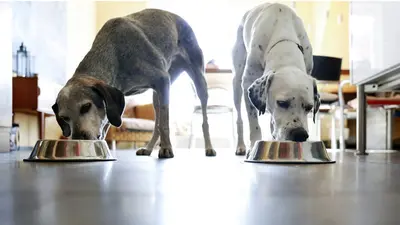 10 Best Easy To Chew Dog Food & Their Reviews For 2026