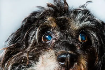 Best Eye Vitamins For Dogs (Top 10 Reviews & Buyer's Guide)