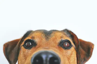 Folliculitis In Dogs | Symptoms, Treatment & Prevention