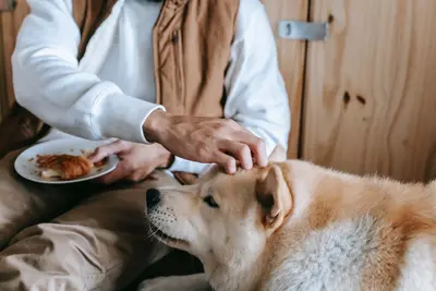 10 Top Reasons Why You Shouldn't Free Feed Your Dog