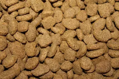 10 Best Freeze-Dried Liver Dog Treats: Our 2026 Rankings