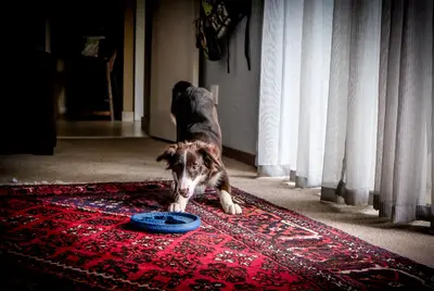 Greenies Dog Treats Review