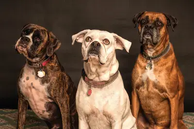 Heart to Tail Dog Food Review: Is Aldi's Brand Any Good?