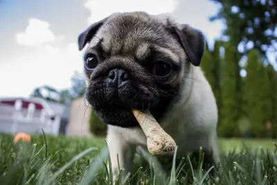 10 Best High Fiber Dog Food Products & Their Reviews