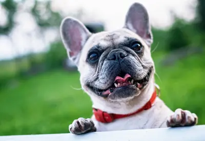 How Do You Take Care Of A Dog With Diabetes?
