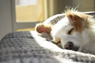 How Long Can a Dog Go Without Eating?