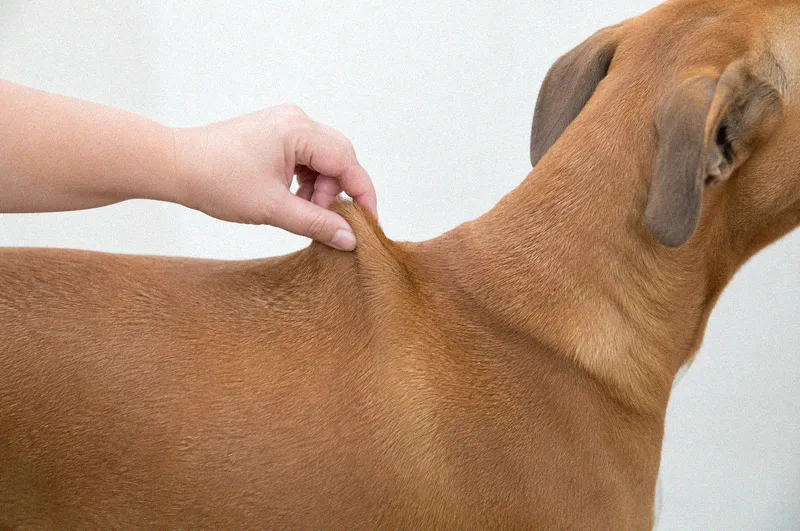 A hand performing the skin tent hydration test on a dog's shoulders