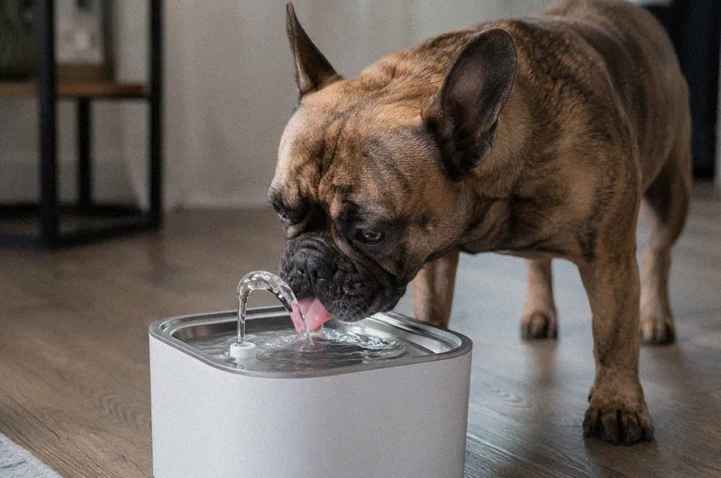 A french bulldog drinking from a flowing pet water fountain