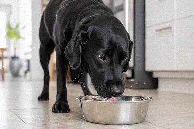 A black labrador drinking from a stainless steel water bowl