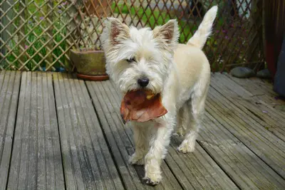 How Long Can You Leave Wet Dog Food Out?