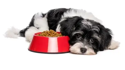 How Long Does It Take For A Dog To Digest Food?