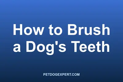 A dog having its teeth brushed with a dog toothbrush