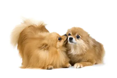 How To Care For A Dog In Heat