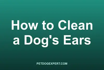 A person cleaning a dog's ear with cotton and cleaner
