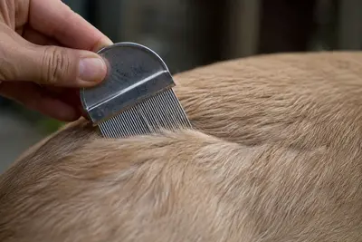How to Get Rid of Fleas on Dogs (and in Your Home)