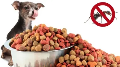 How To Keep Ants Out Of Dog Food