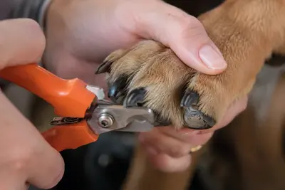 How to Trim a Dog's Nails Without the Drama