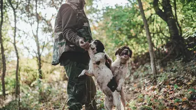 The 10 Best Hunting Dog Foods for 2026