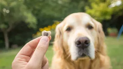 10 Best Hypoallergenic Dog Treats Rated & Reviewed