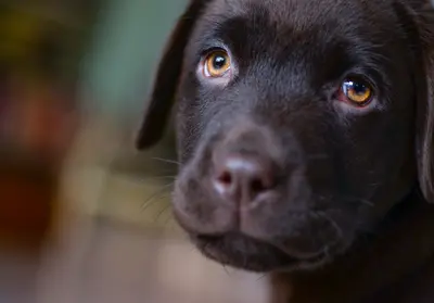 I Can't Take Care Of My Dog Anymore: What To Do Next