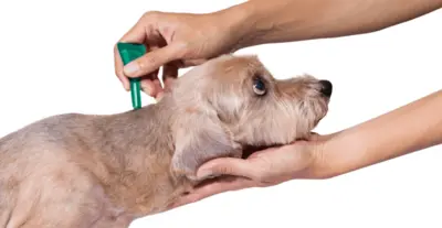 Is Lice Shampoo Safe For Dogs?