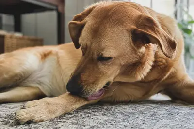 A dog licking its front leg, forming a lick granuloma
