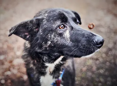 Best Liver Dog Treats (Top 10 Reviews, FAQs & Buyer's Guide)