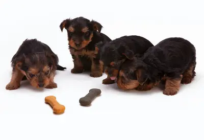 10 Best Low Protein Dog Foods for Kidney Support