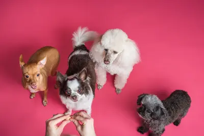 10 Best Low Protein Dog Treats For Kidney Problems Reviewed