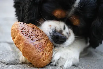 10 Best Low-Sodium Dog Foods for Heart Health