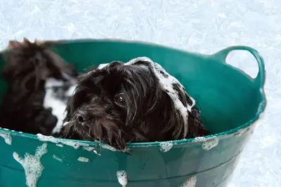 10 Best Mange Dog Shampoo Brands & Their Reviews For 2026