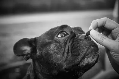 10 Most Expensive Dog Foods Rated and Reviewed