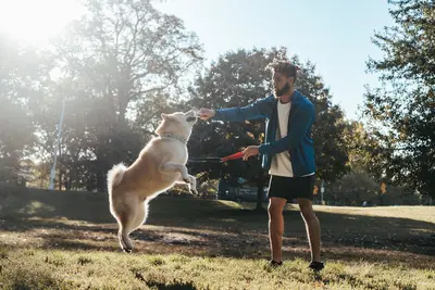 My Dog Doesn't Know How To Play: What To Do