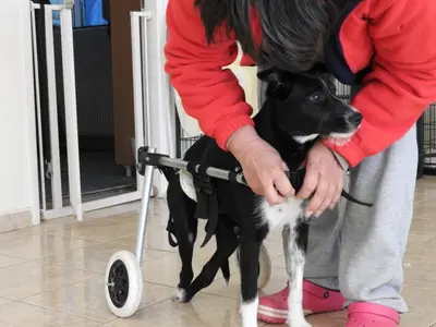 10 Simple Paralyzed Dog Care Tips