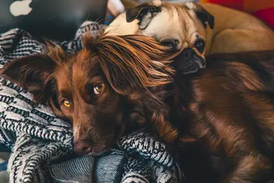 10 Best Pet Dander Shampoo Products & Their Reviews For 2026