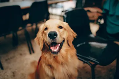 10 Best Retriever Dog Food Options Rated & Reviewed