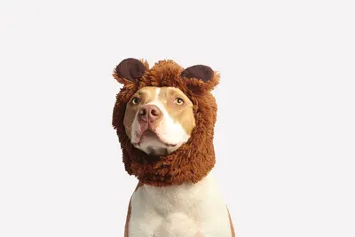 10 Best Ringworm Shampoos For Dogs