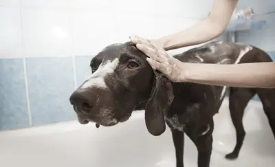 10 Best Waterless Dog Shampoo Options & Their Reviews
