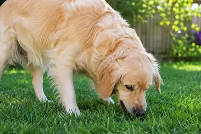 A dog eating grass in a backyard