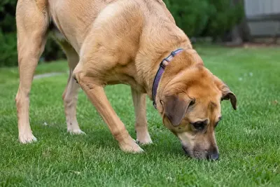 A dog sniffing the ground outdoors