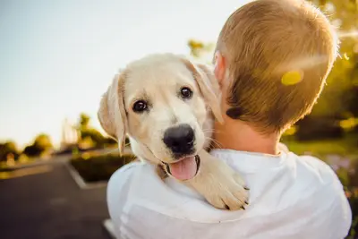 10 Worst Dogs For Allergies