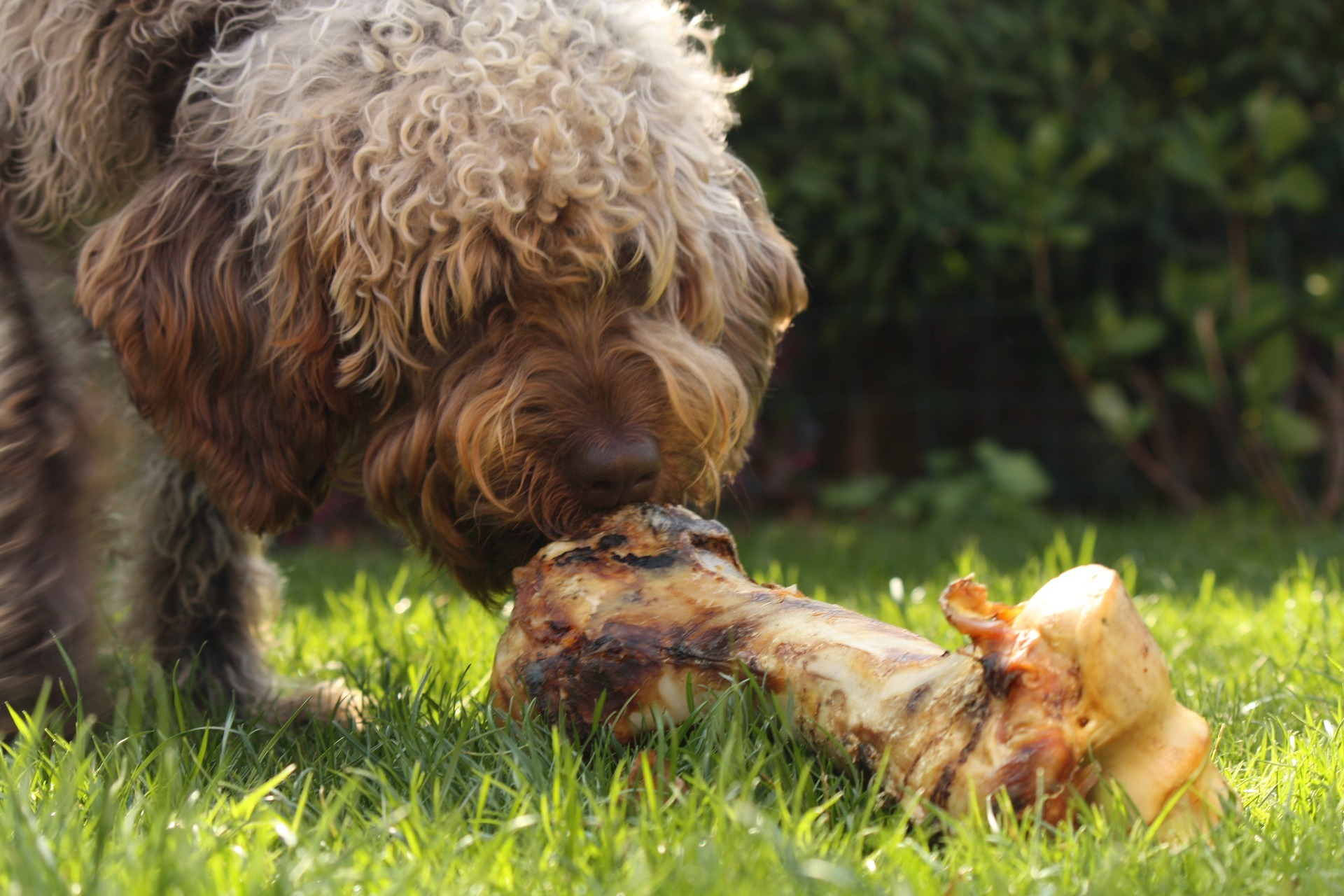 10 Best Dog Food Options For Autoimmune Disease (2021)