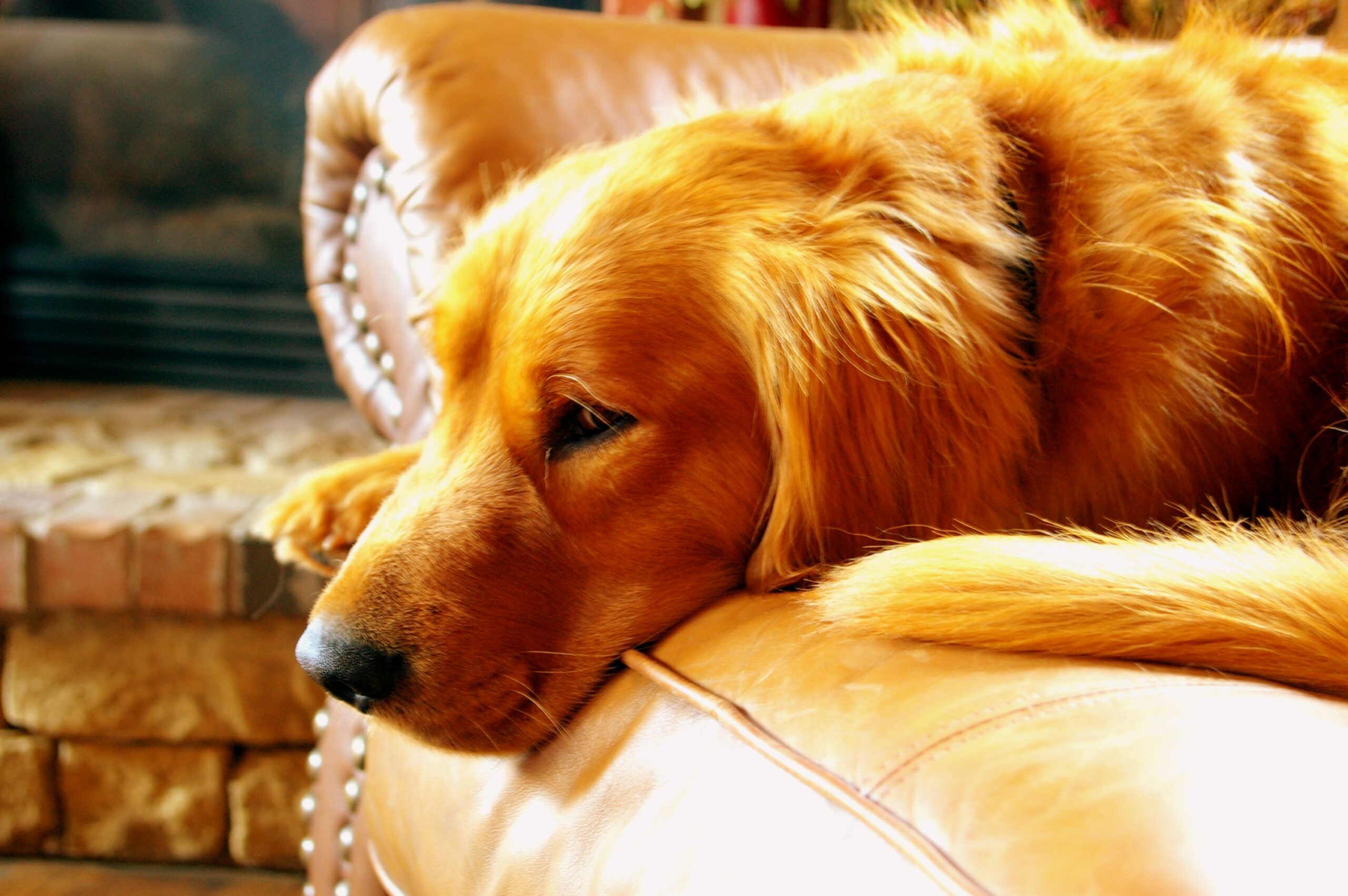 10 Best Dog Food Brands For Golden Retrievers [2021 Reviews]